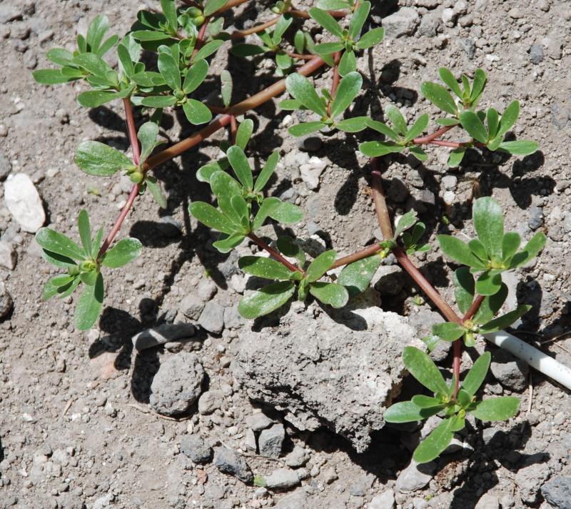 Image of Portulaca oleracea specimen.