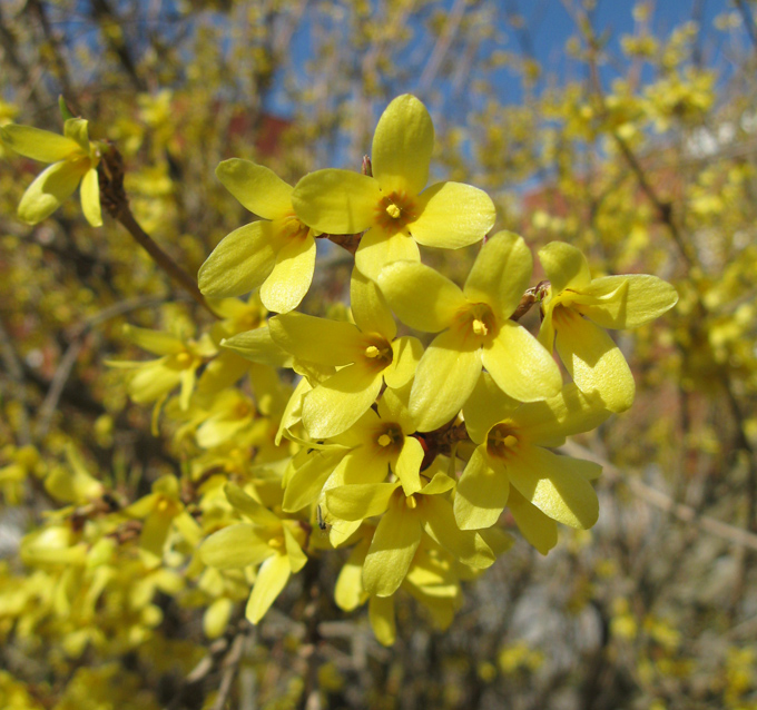 Image of Forsythia ovata specimen.