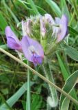 Oxytropis strobilacea