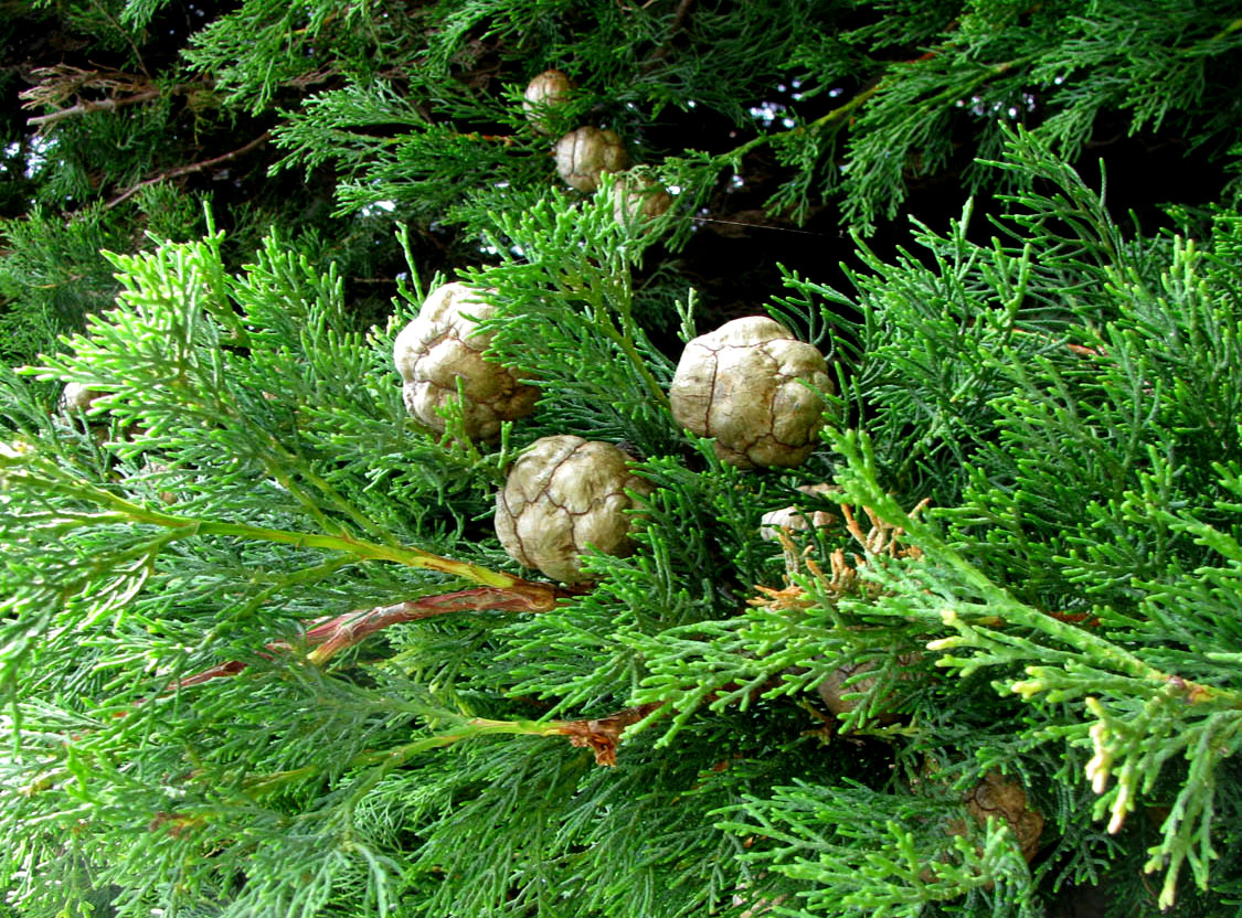 Image of Cupressus sempervirens specimen.
