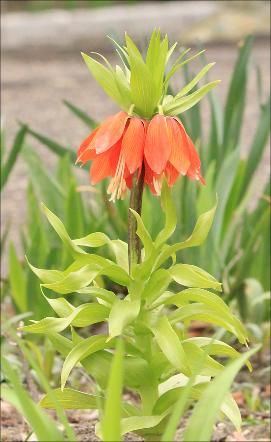 Image of Fritillaria imperialis specimen.