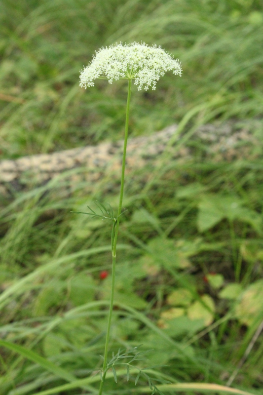 Image of Kadenia dubia specimen.