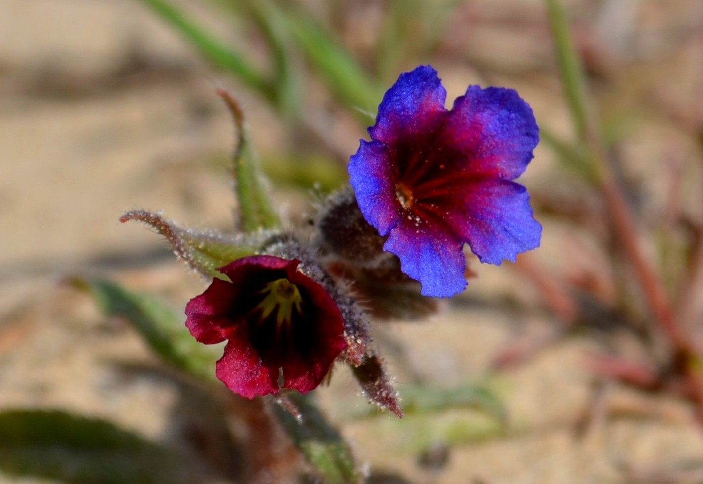 Image of Nonea polychroma specimen.