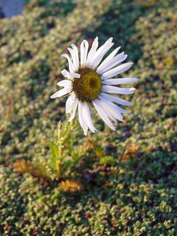 Image of Pyrethrum karelinii specimen.