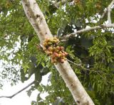 genus Ficus. Часть ствола с соплодиями. Остров Борнео, берег реки Кинабатанган. Февраль 2013 г.