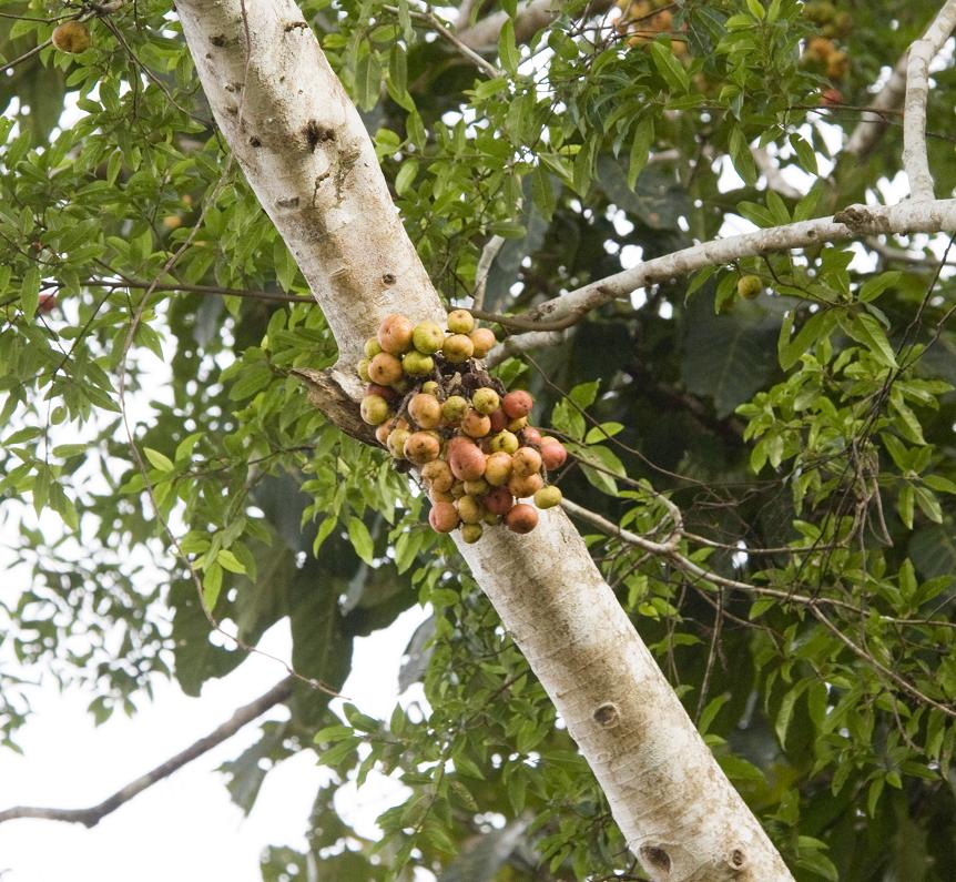 Изображение особи род Ficus.