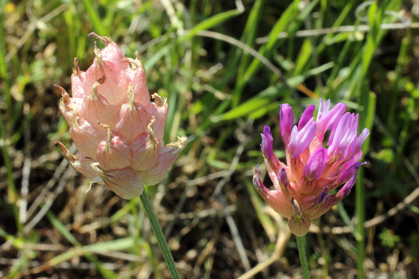 Изображение особи Astragalus pseudonobilis.