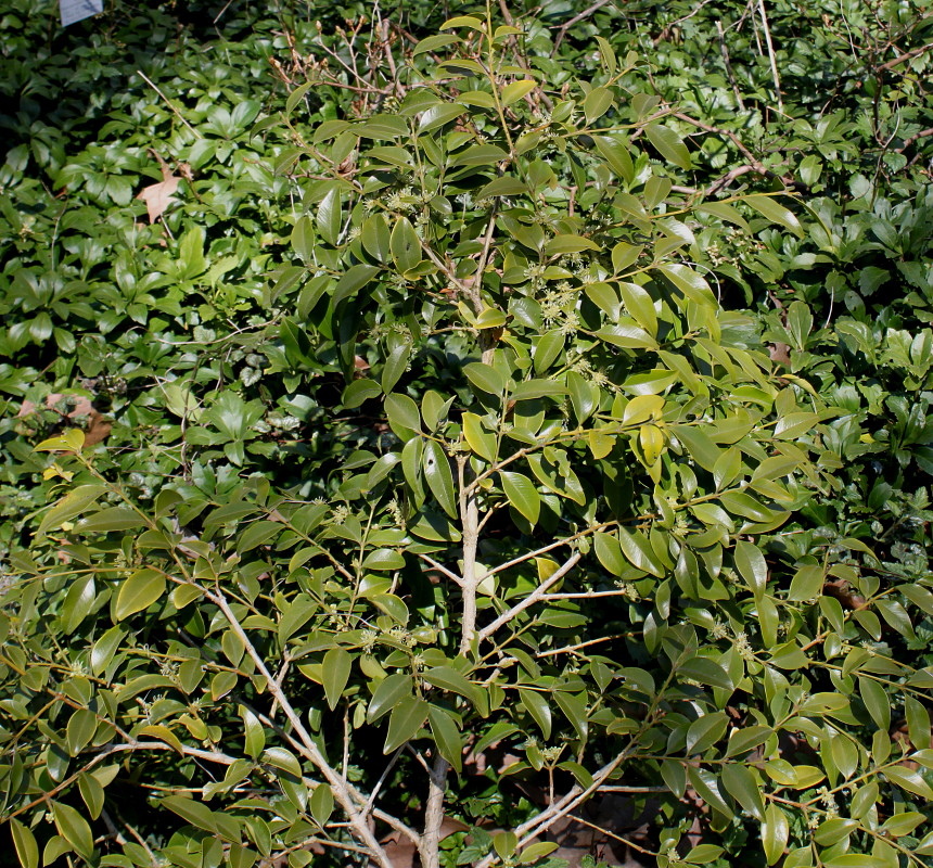 Изображение особи Buxus henryi.