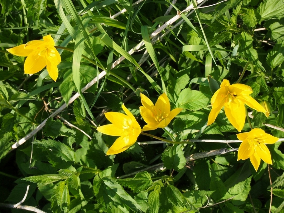 Изображение особи Tulipa sylvestris.