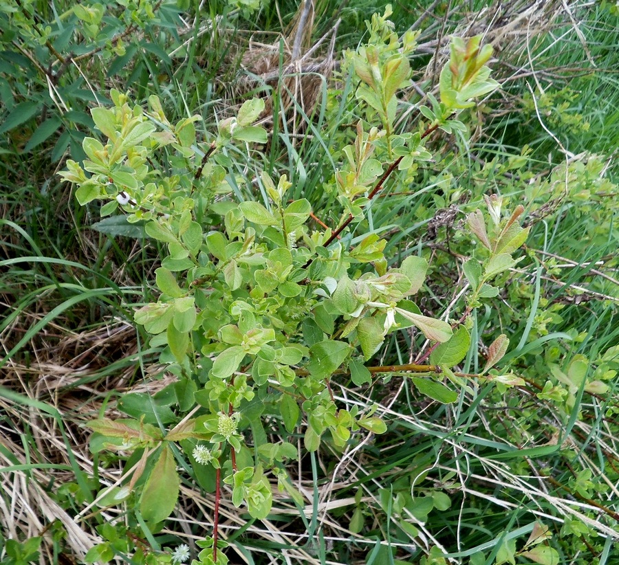 Image of Salix aurita specimen.