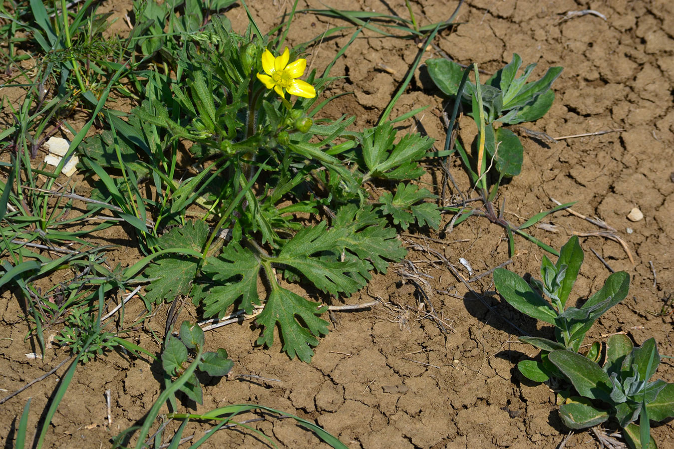 Изображение особи Ranunculus oxyspermus.