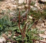 род Taraxacum. Верхушки побегов с осыпавшимися соплодиями, несущими последние плоды-семянки. Крым, Ялтинский горно-лесной природный заповедник, Ай-Петри. 23.05.2013.