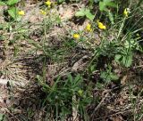 Ranunculus auricomus. (Ranunculus amblyodon). Цветущее растение. Ленинградская обл., Большая Ижора, олуговелый приморский сосняк. 31.05.2009.