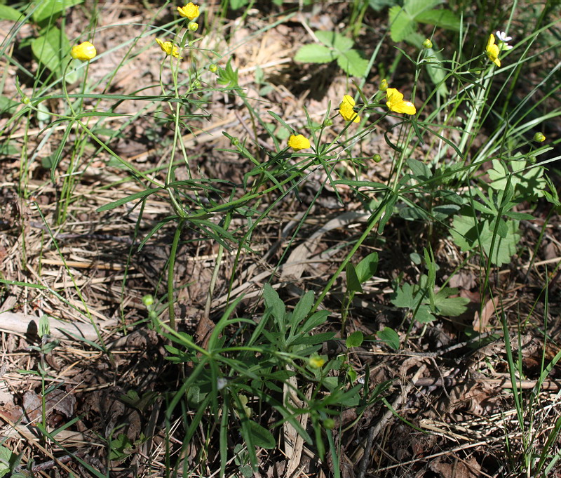 Изображение особи Ranunculus auricomus.