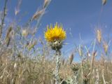 Centaurea solstitialis