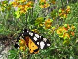 Euphorbia cyparissias