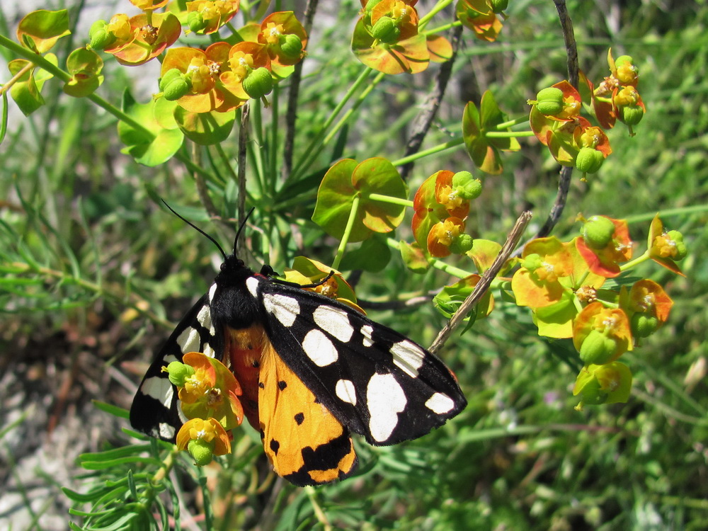 Изображение особи Euphorbia cyparissias.