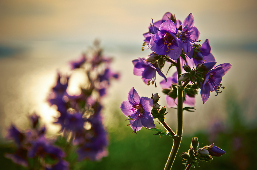Изображение особи Polemonium laxiflorum.