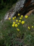Erysimum cuspidatum. Цветущее растение. Карачаево-Черкесия, Теберда, гора Лысая. 29.05.2013.