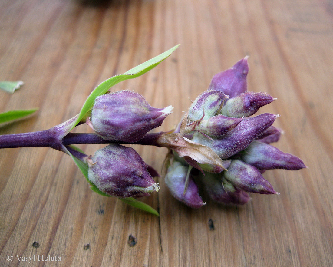 Image of Saponaria officinalis specimen.