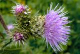 Cirsium polyacanthum