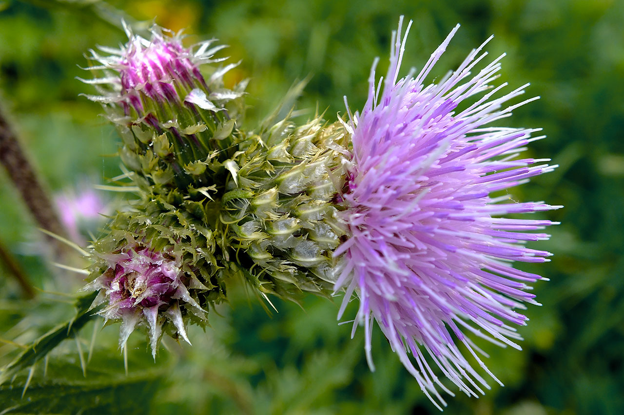 Изображение особи Cirsium polyacanthum.