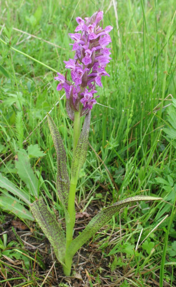 Изображение особи Dactylorhiza incarnata.