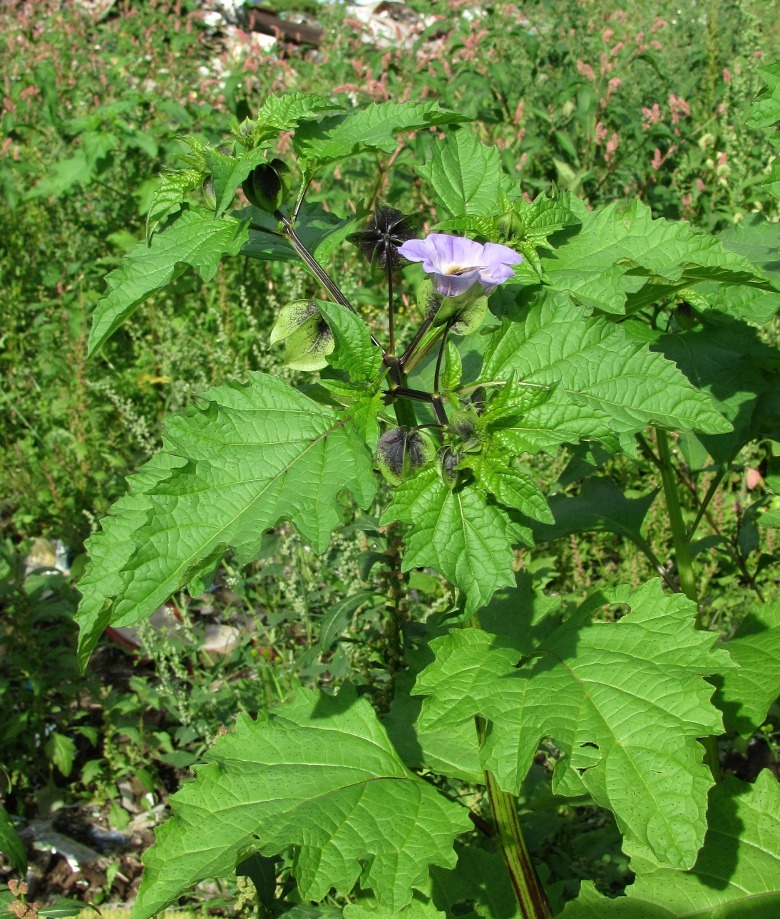 Image of Nicandra physalodes specimen.