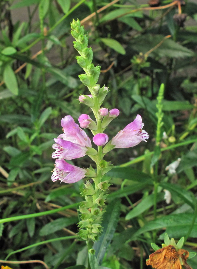 Image of Physostegia virginiana specimen.