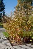Fagopyrum esculentum. Цветущие растения. Финляндия, г. Оулу, ботанический сад Университета Оулу, в культуре. 12.09.2013.