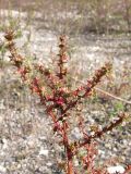 Salsola tragus