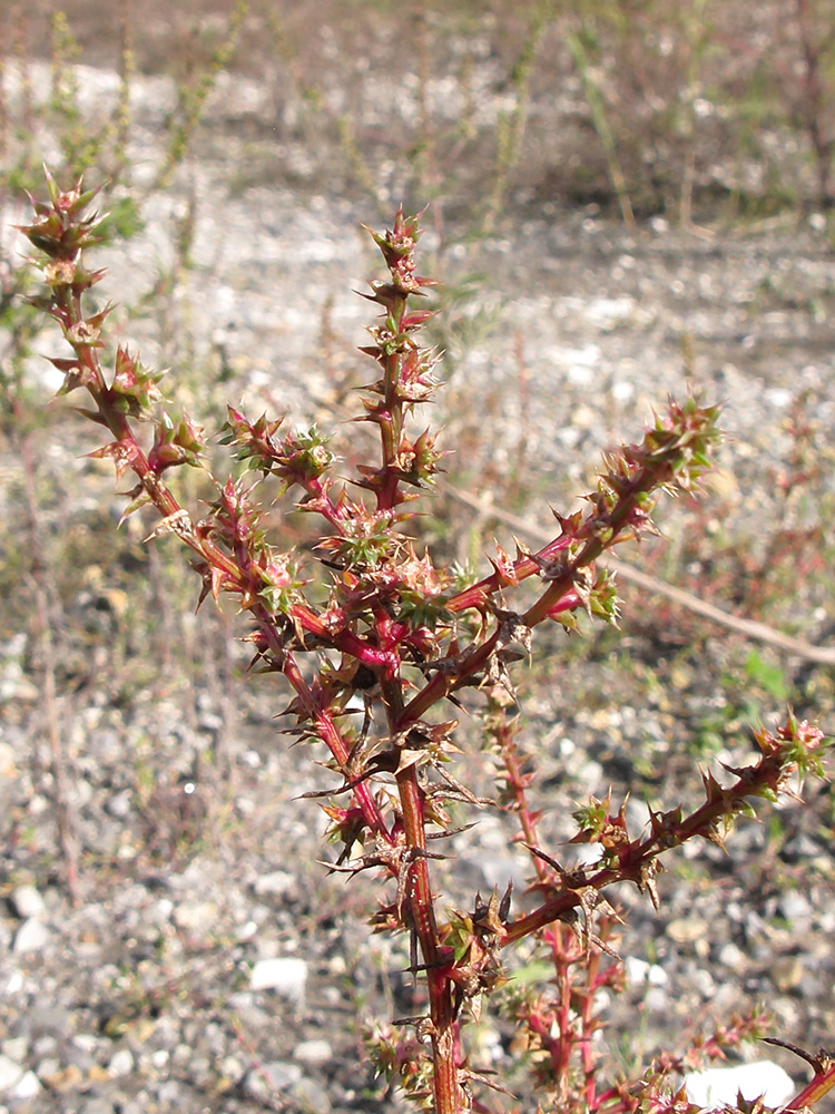 Image of Salsola tragus specimen.