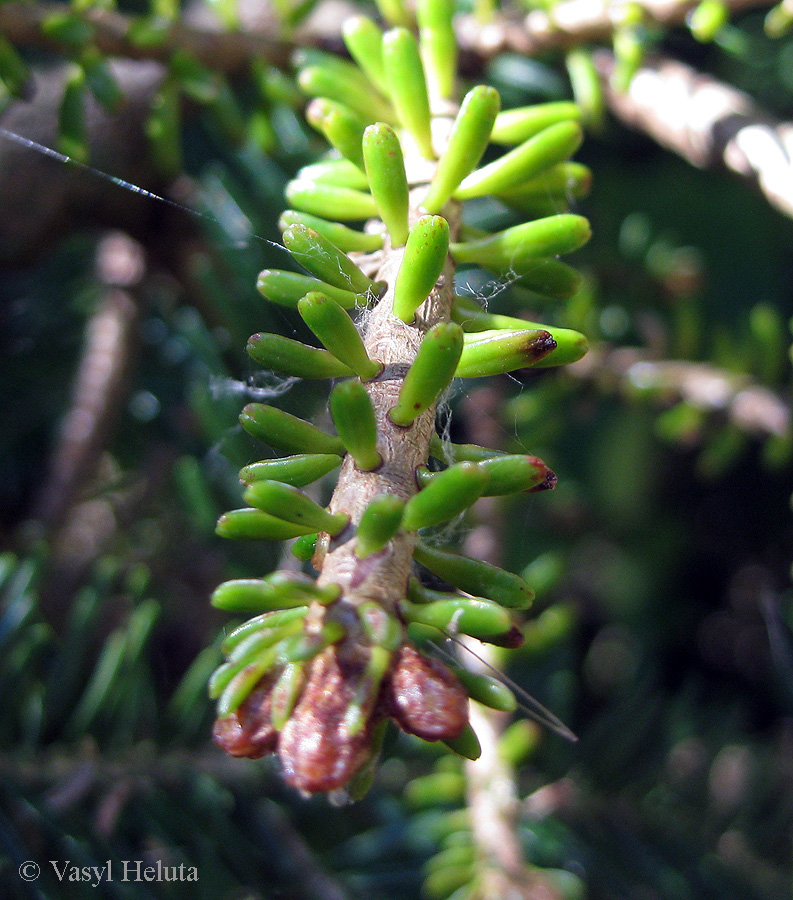 Image of Abies alba specimen.