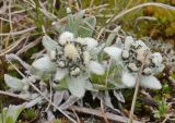 Leontopodium ochroleucum. Цветущее растение. Казахстан, Заилийский Алатау, перевал Талгар, 3200 м н.у.м. 30.06.2013.