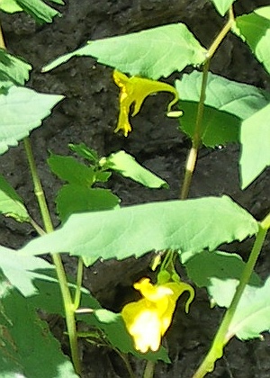 Image of Impatiens noli-tangere specimen.