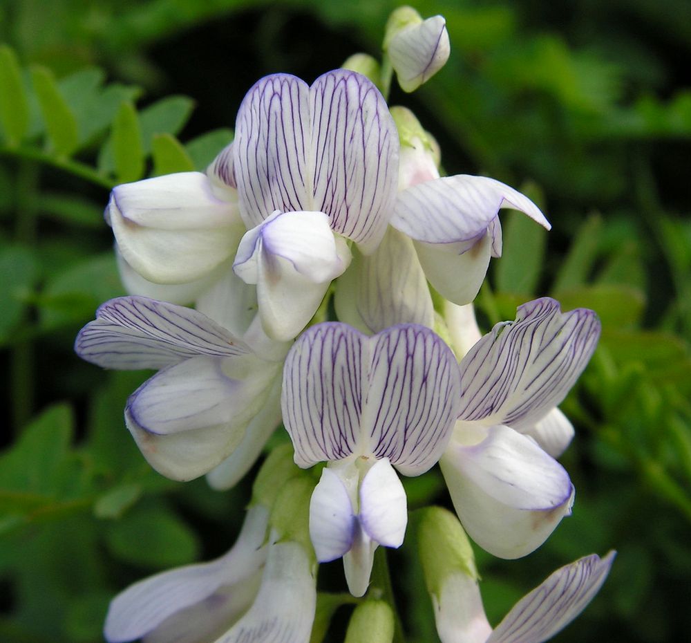 Image of Vicia sylvatica specimen.