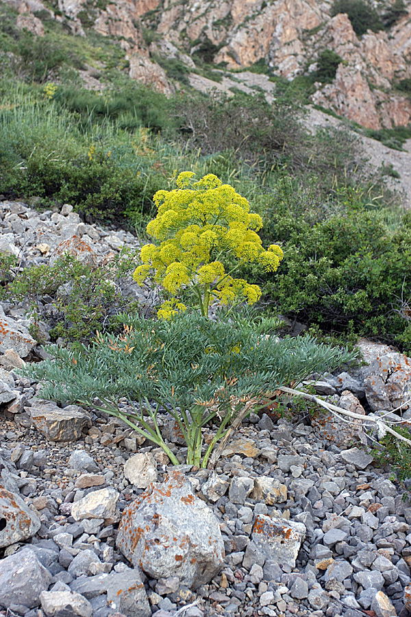 Image of Ferula penninervis specimen.