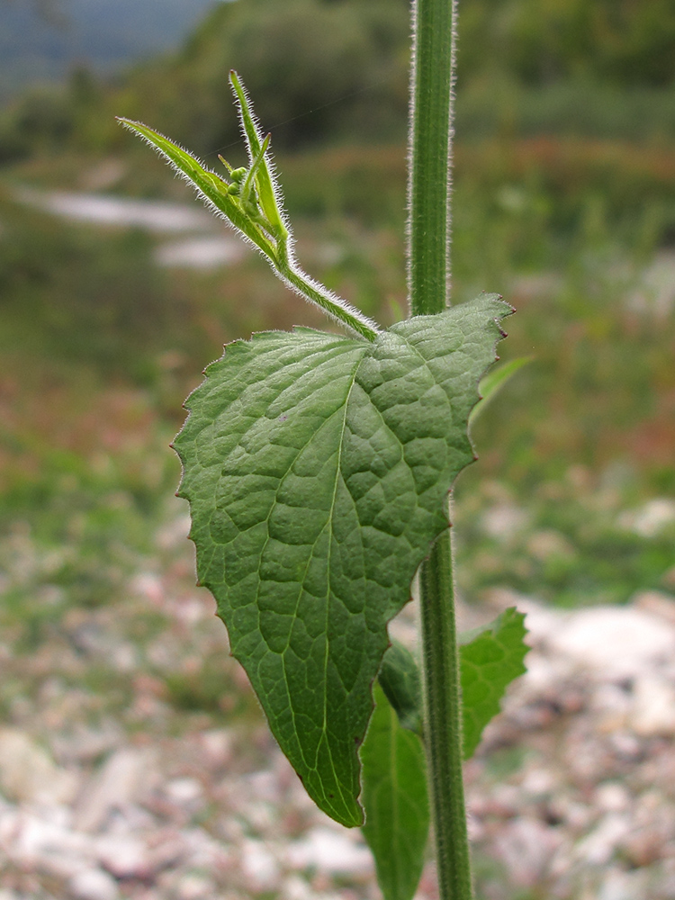 Image of genus Lapsana specimen.