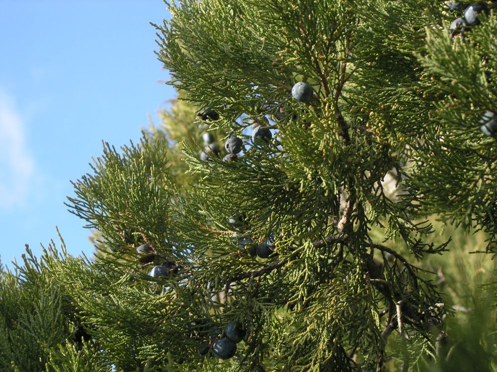Изображение особи Juniperus excelsa.
