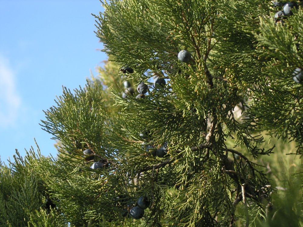 Image of Juniperus excelsa specimen.