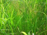 Juncus articulatus