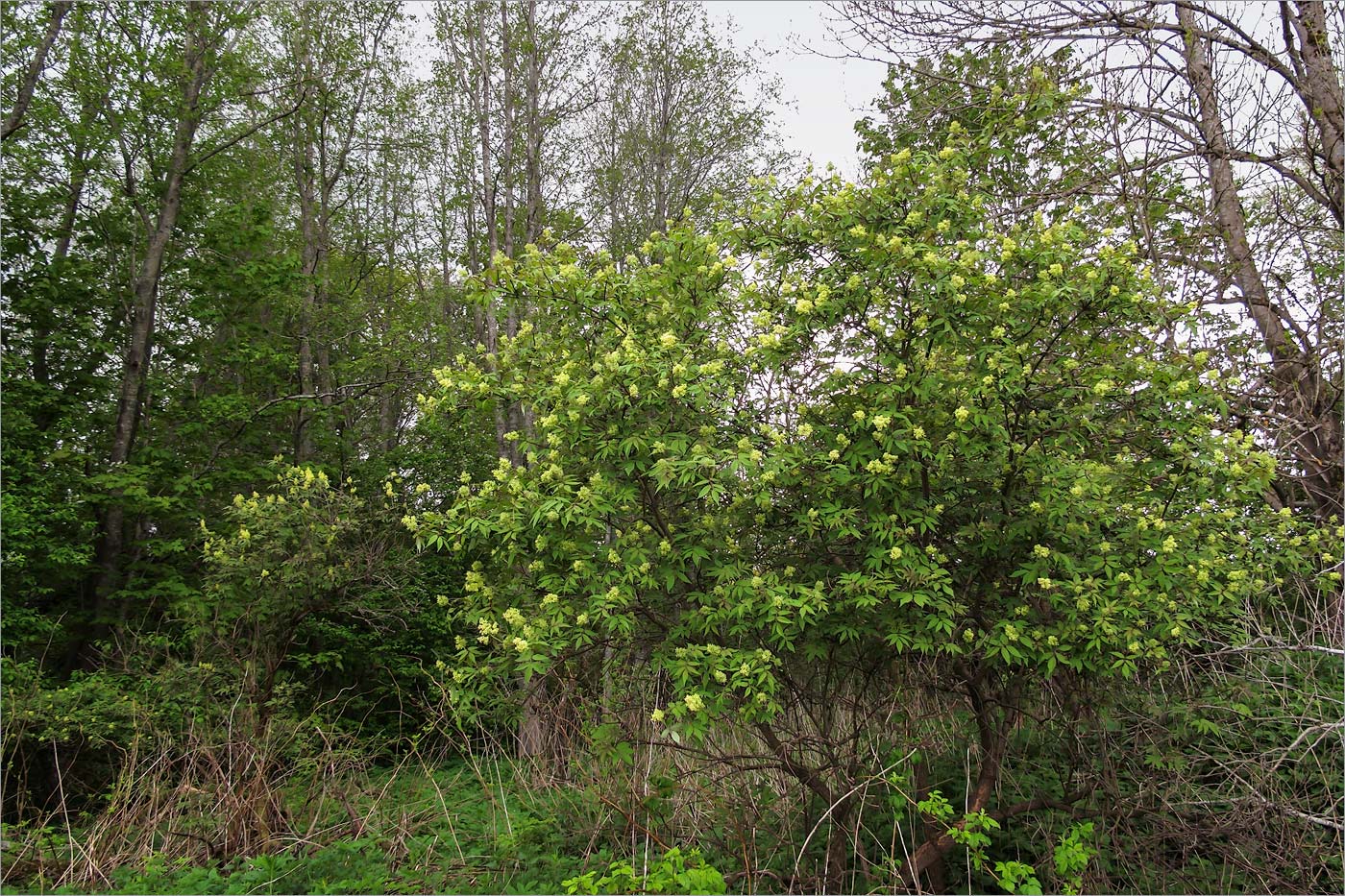 Изображение особи Sambucus racemosa.