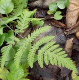 Gymnocarpium continentale. Обратная сторона вайи с сорусами. Иркутская обл., предгорья Хамар-Дабана, долина реки Слюдянка. 08.08.2013.