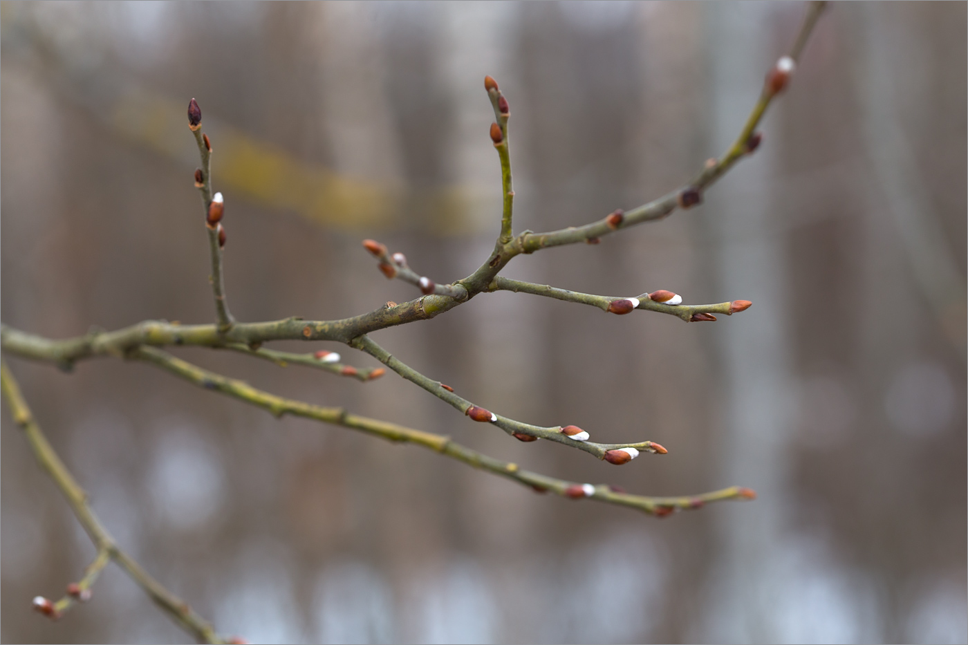 Image of Salix caprea specimen.