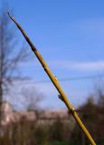 genus Genista