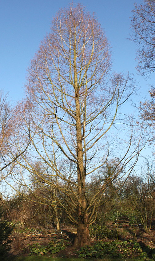 Изображение особи Metasequoia glyptostroboides.