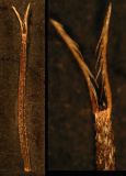 Image of taxon representative. Author is Алексей Чернышев