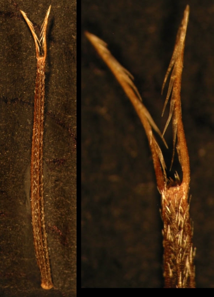 Image of Bidens parviflora specimen.