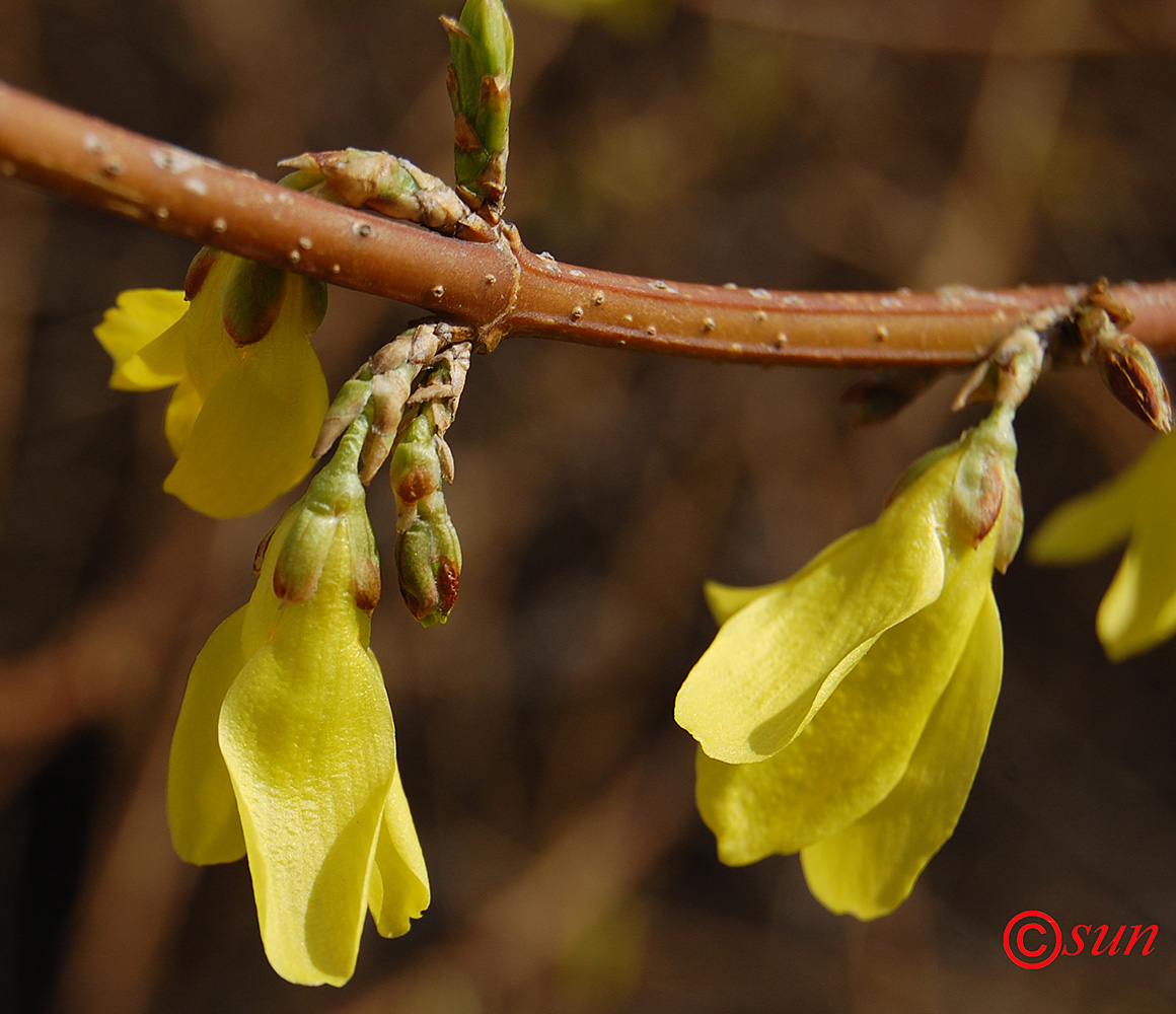 Image of Forsythia europaea specimen.