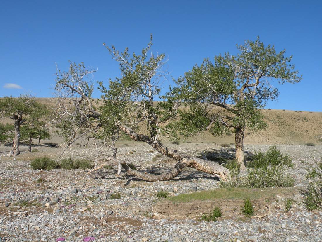 Изображение особи Populus laurifolia.